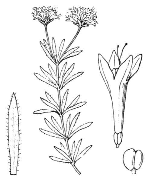 Asperula peluta 20