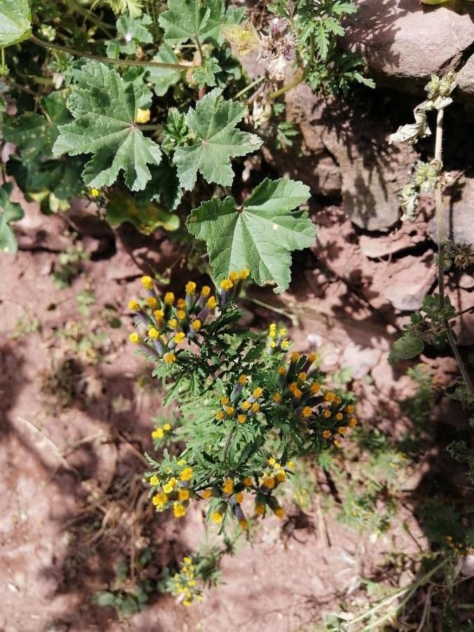 Senecio dei boschi 6