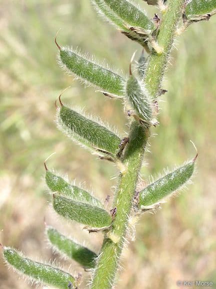 Borstiger Lupine 18