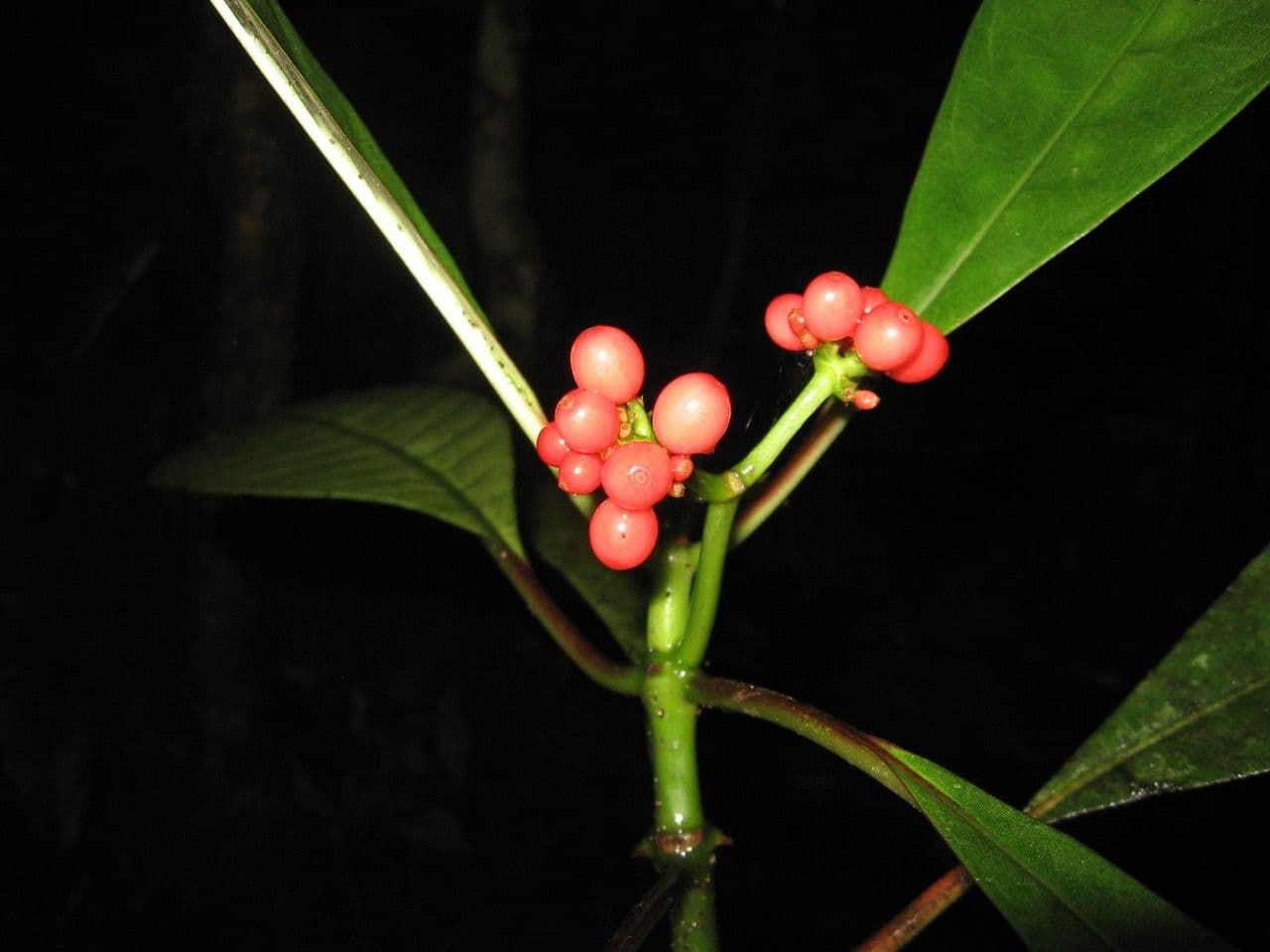 Tres-cabezas 20