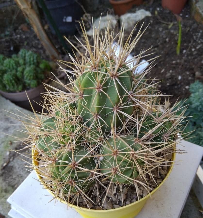Echinocereus maritimus 2