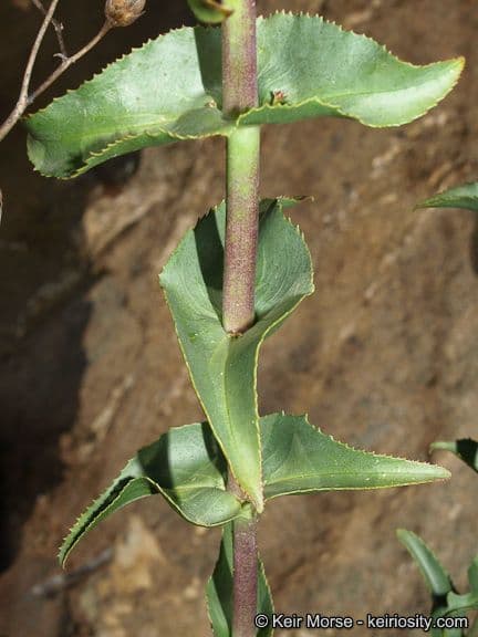 Bartfaden 15