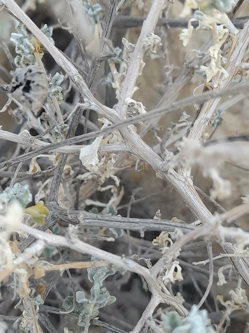 Anvillea 14