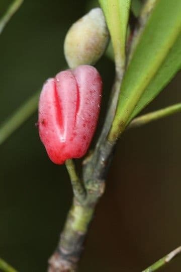 Podocarpo 4