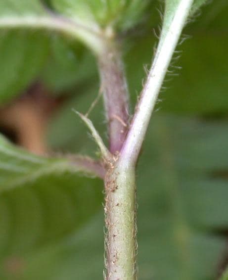 Coccocypselum 22