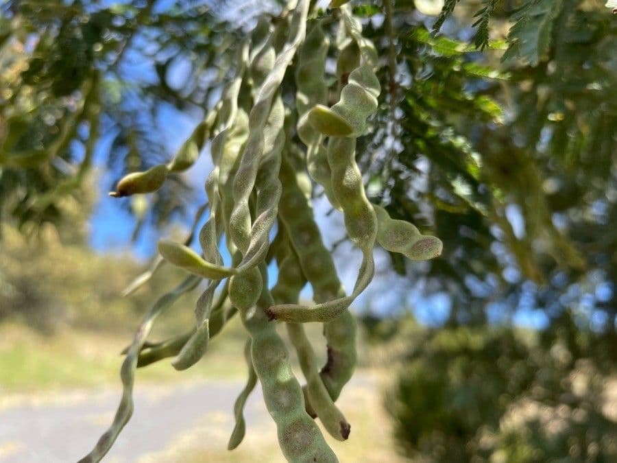 Sophora denudata 5
