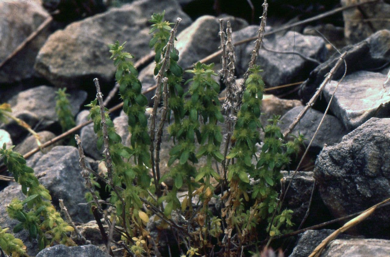 Valantia hispida 15