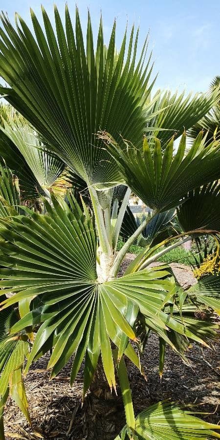 Pritchardia 7