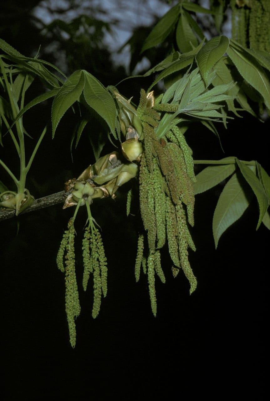 Carya ovata 6