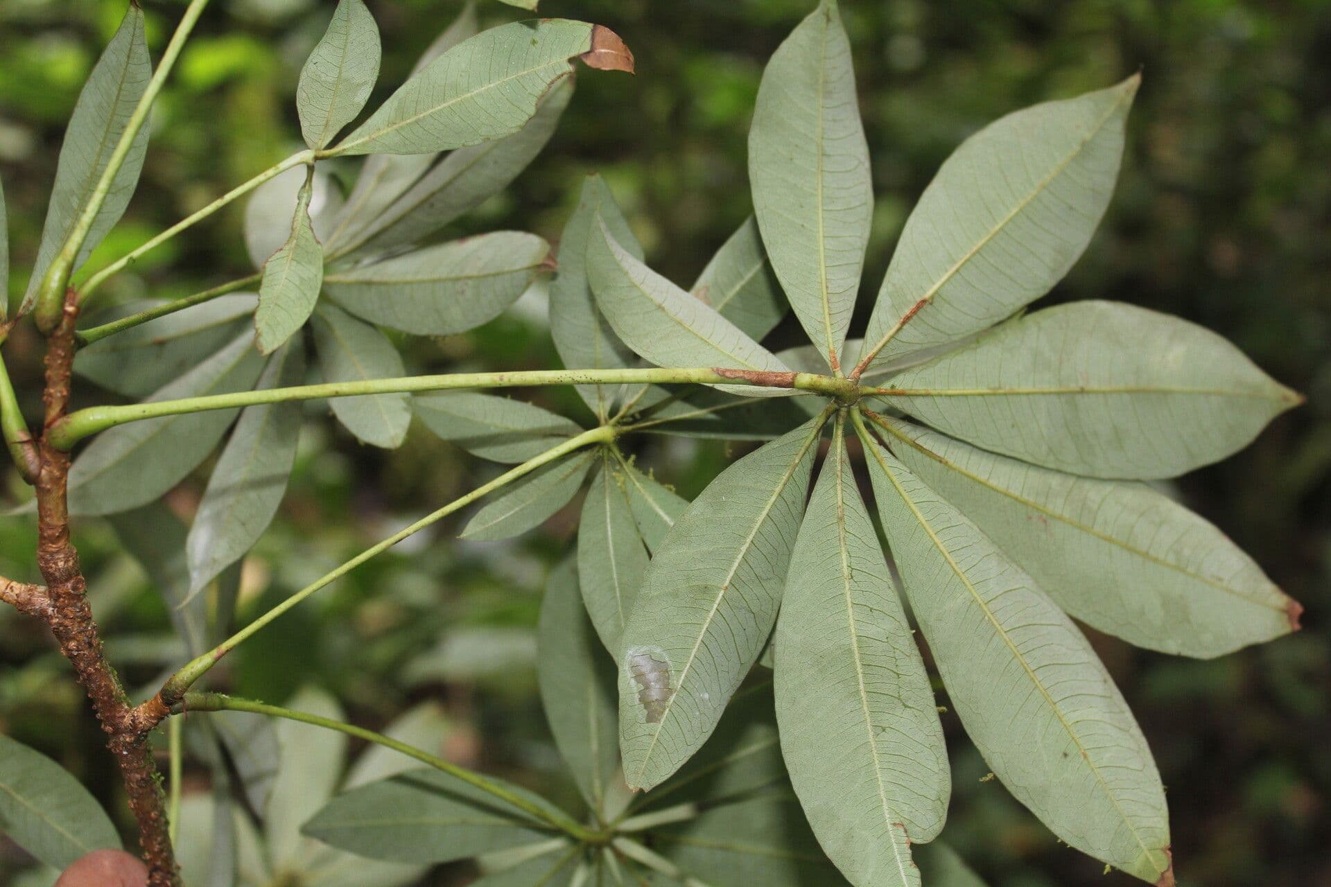 Spirotheca 8