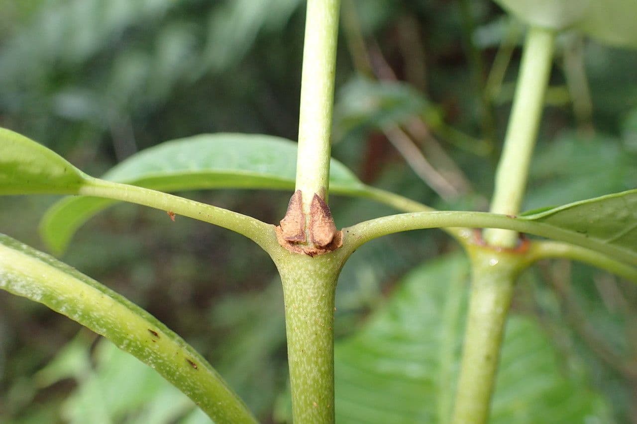 Psychotria 16