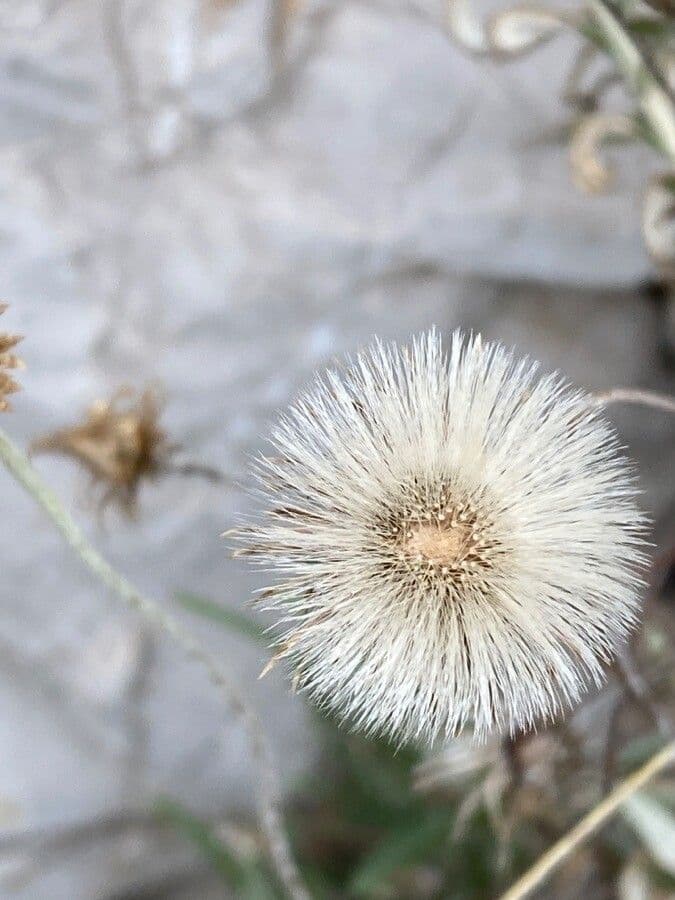 Felsen-Steinimmortelle 4