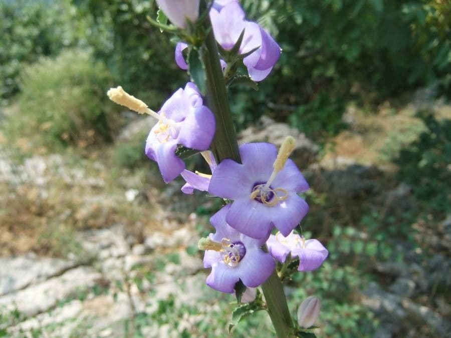 Campanula 6