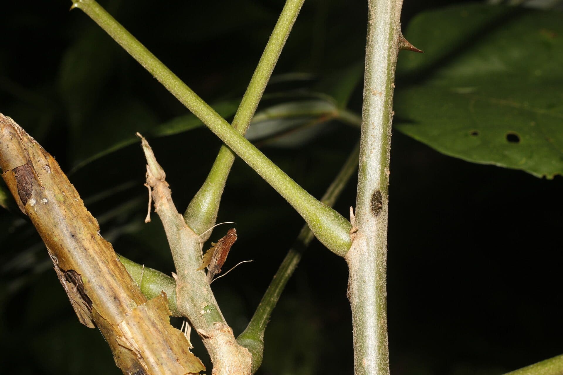 Erythrina garbatá 17