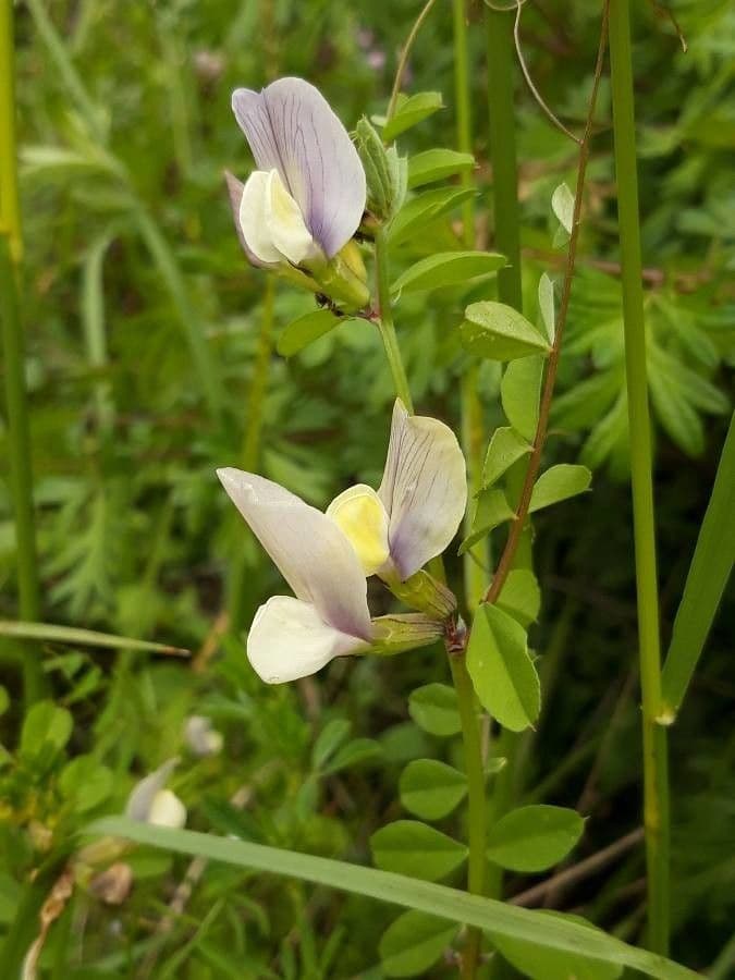 Vicia hybrida 9