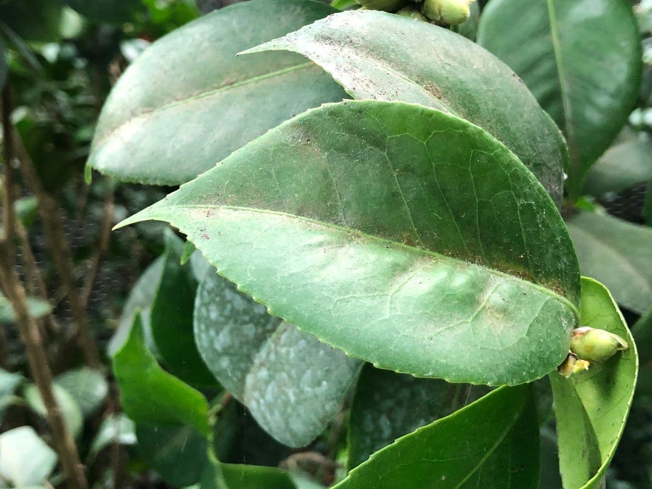 Camelia oleifera 17