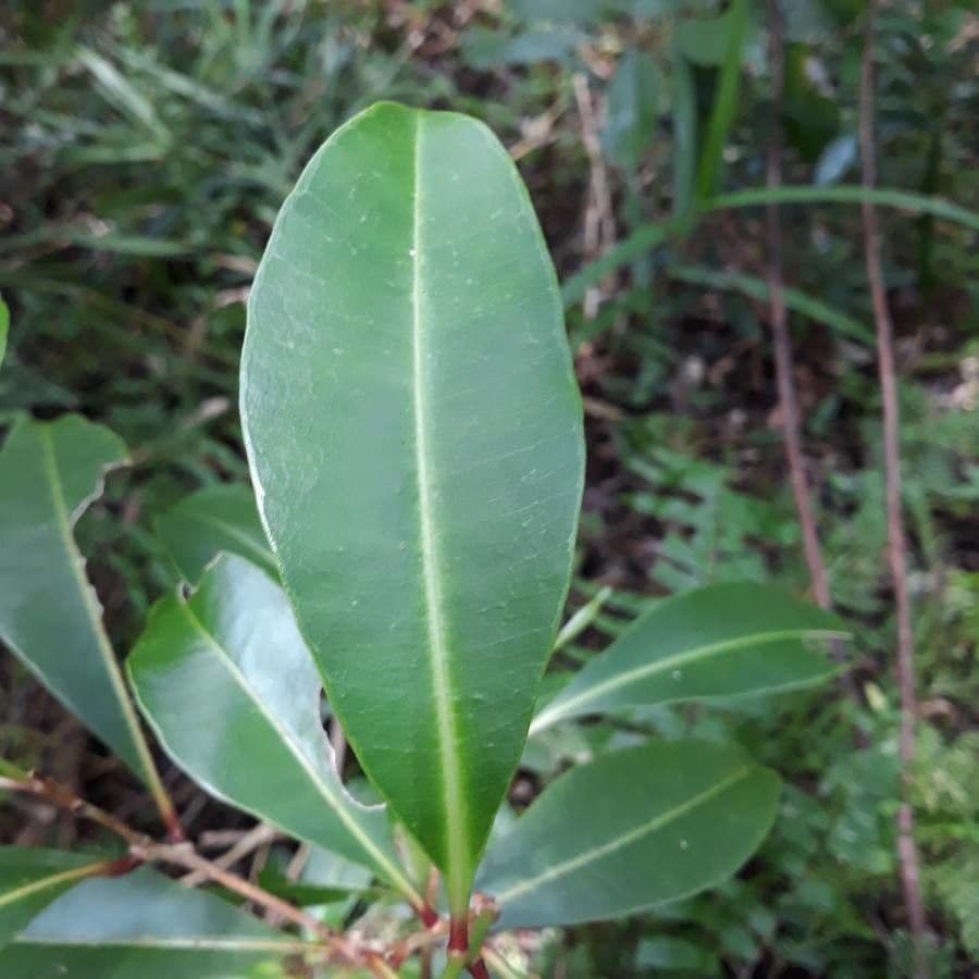Syzygium 8