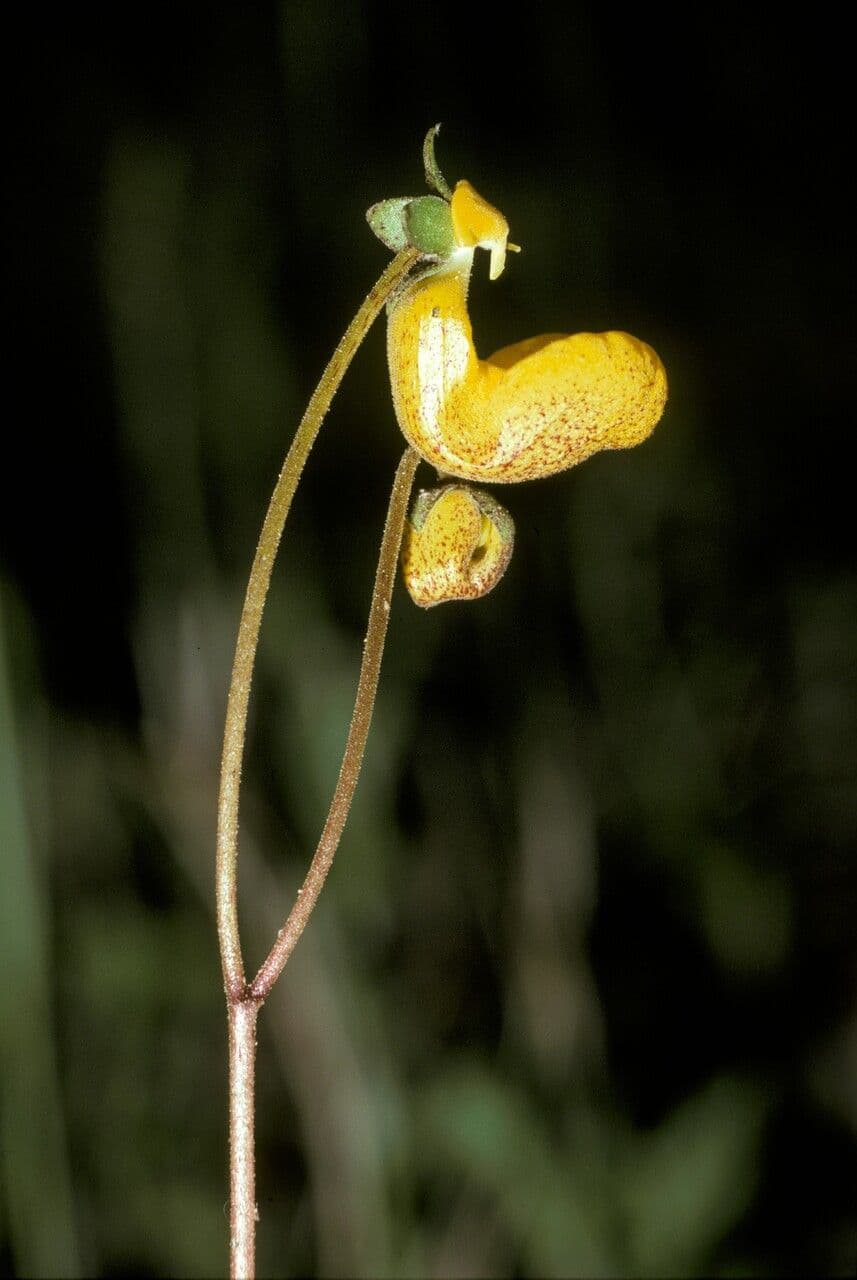 Scarpetta biflora 2