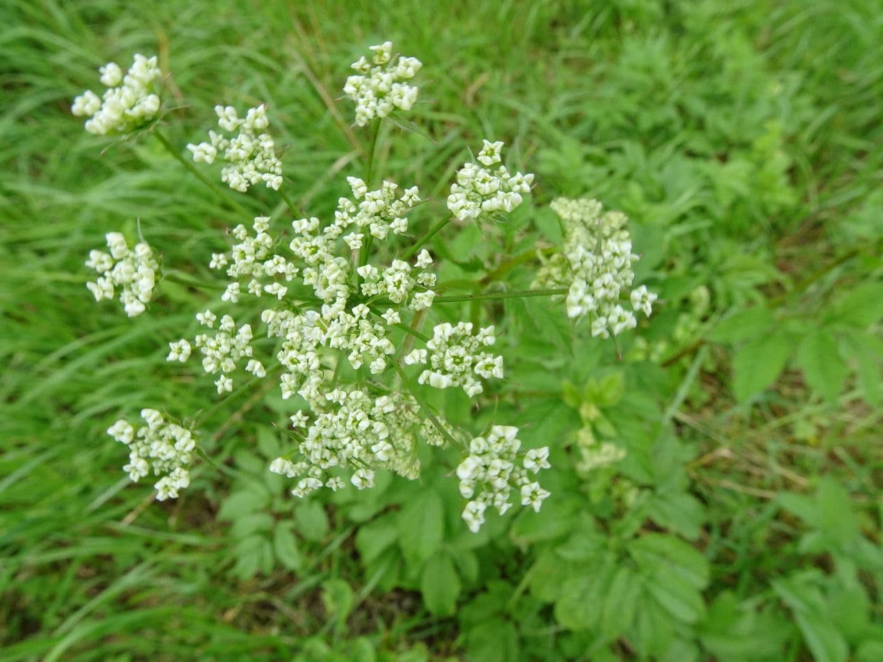 Cerfoglio aromatico 5