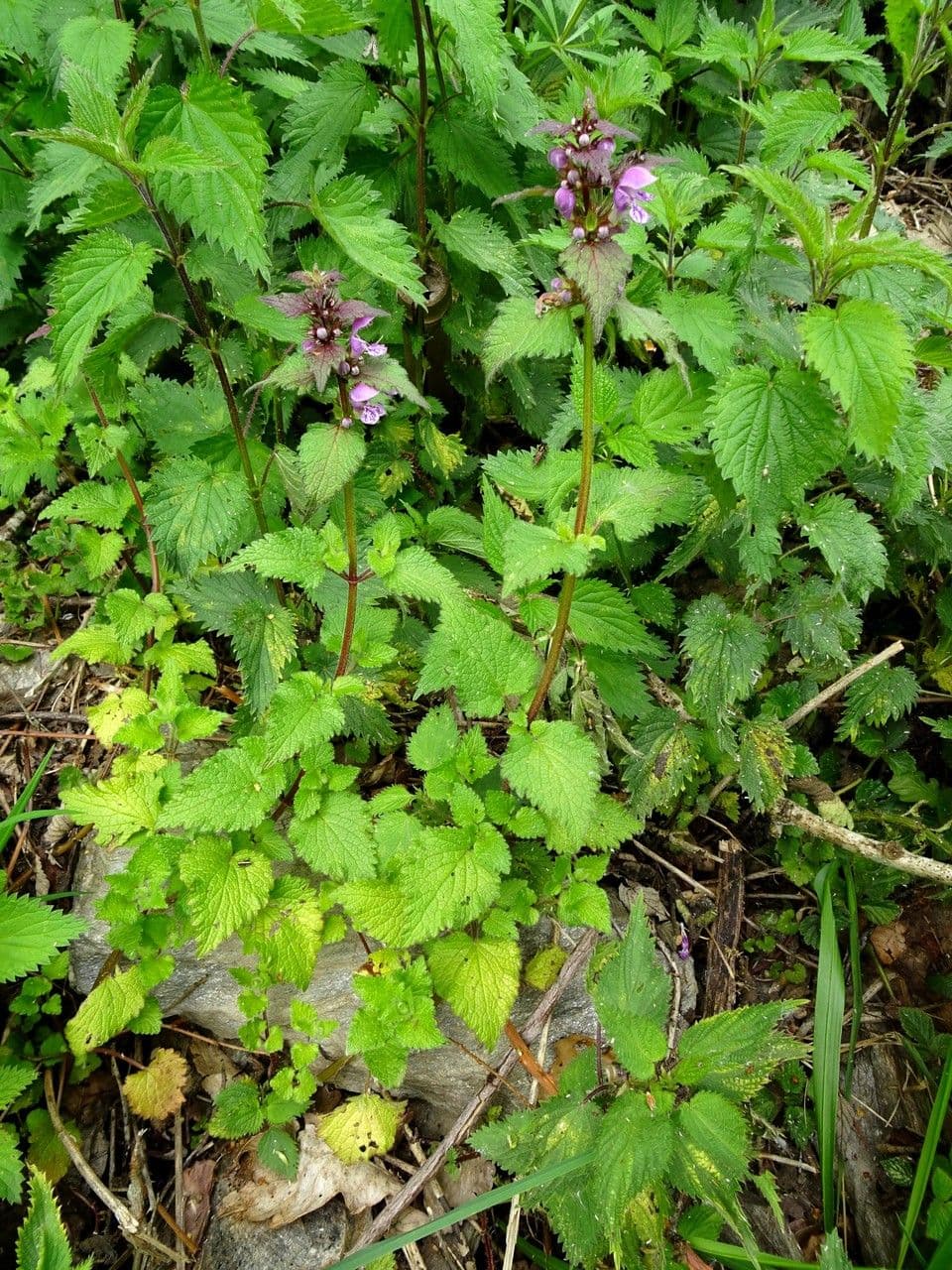 Falsa ortica macchiata 11