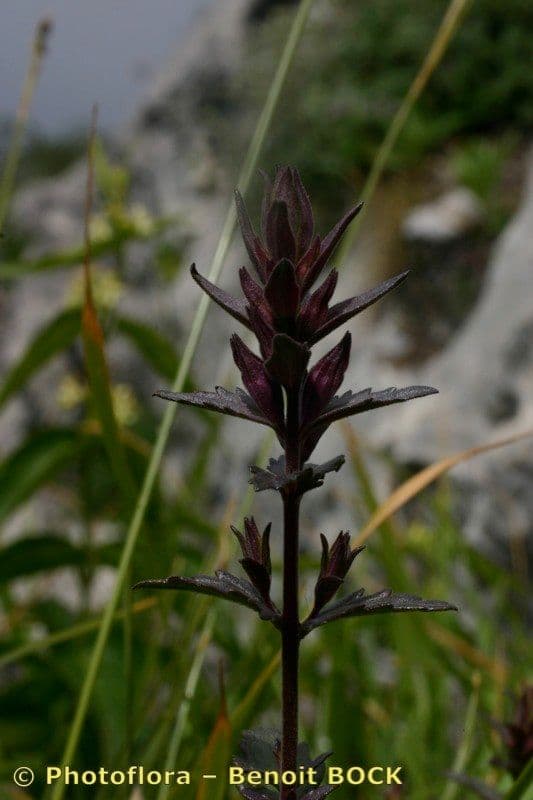 Nothobartsia
