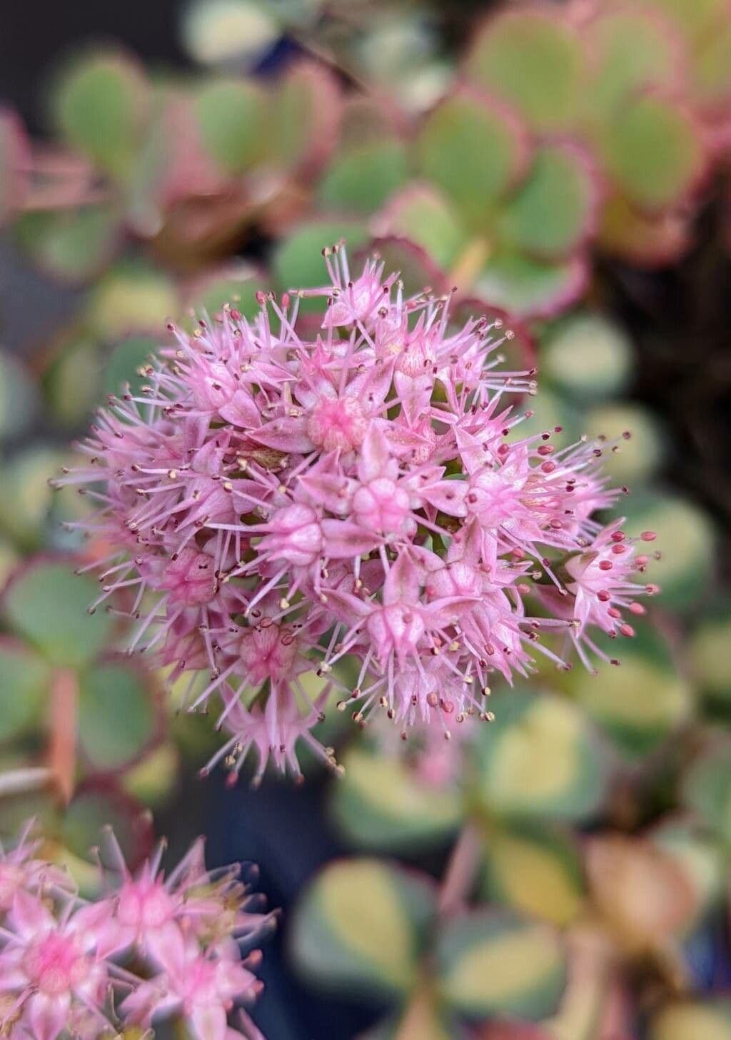 Sedum di Siebold 4