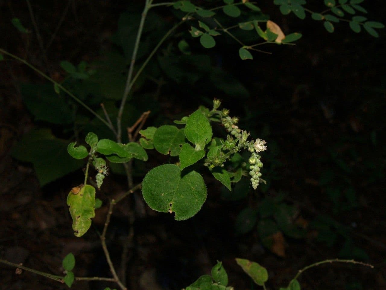 Wimperndrüsen-Croton 8