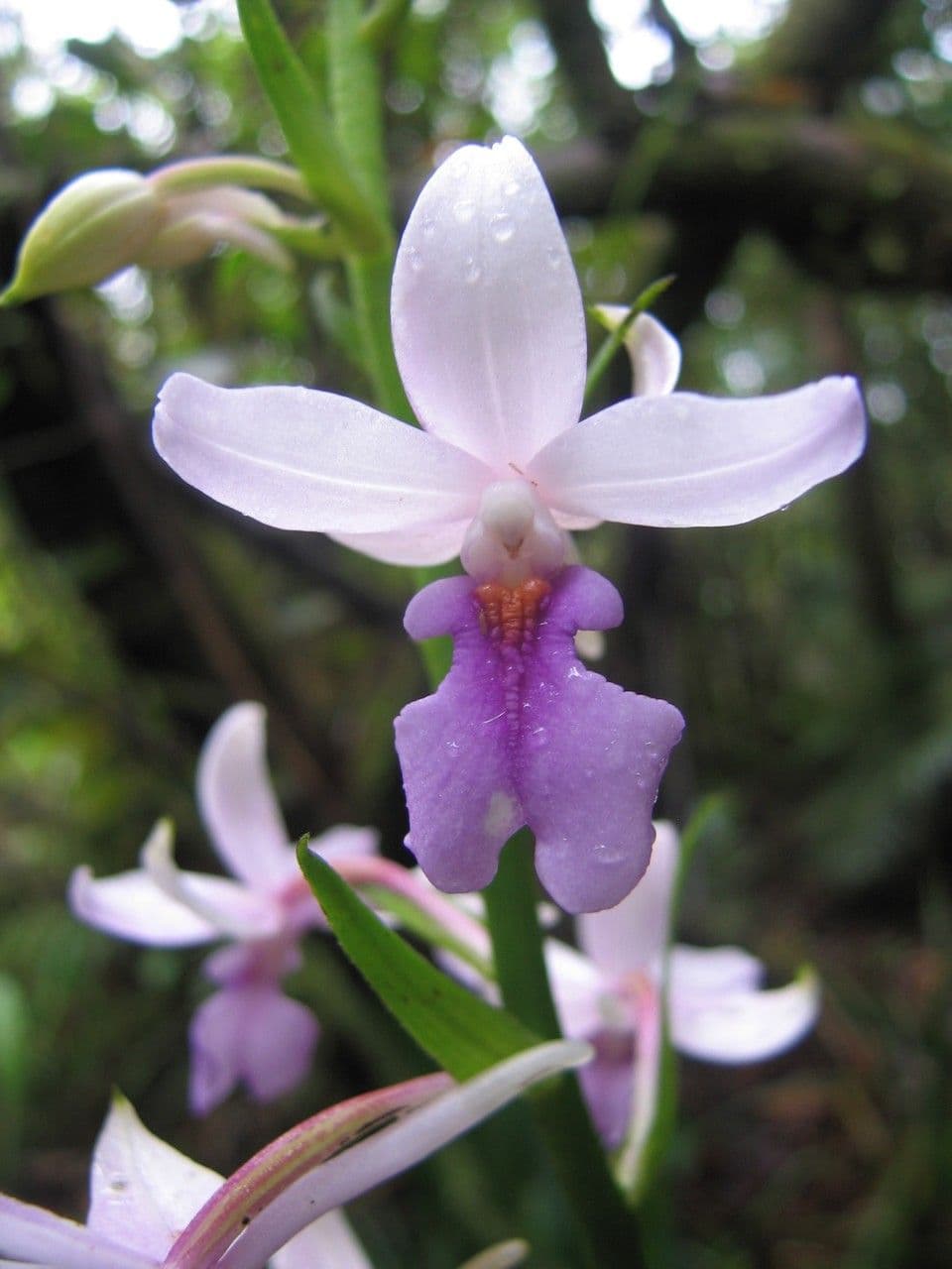 Calanthe silvatica 10