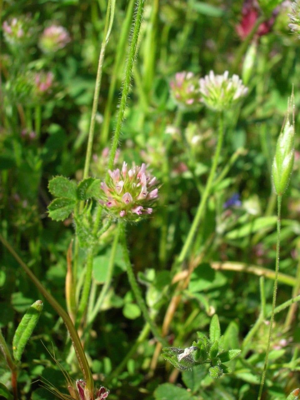 Kleinblättriger Klee 2