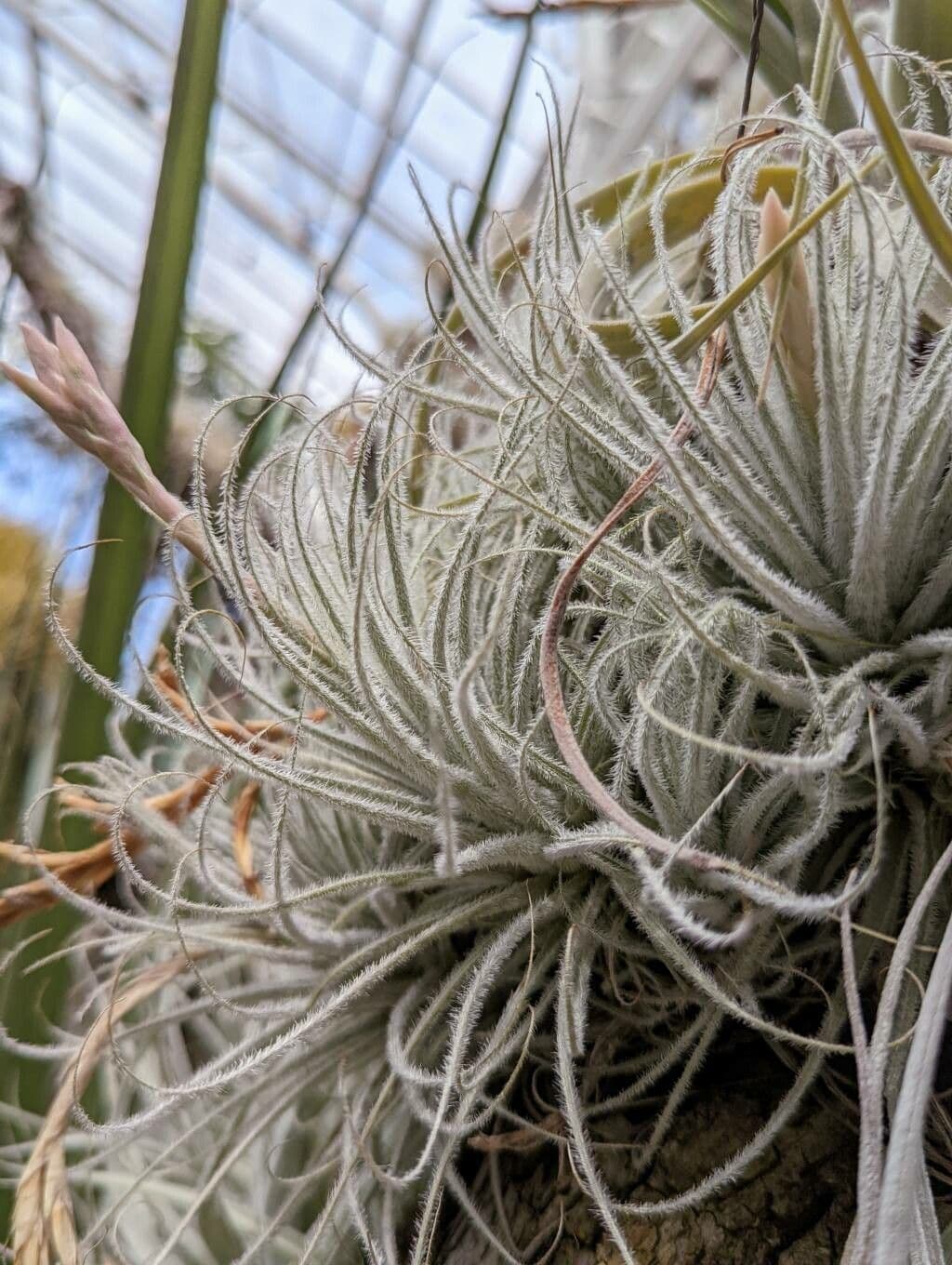 Tillandsia 6