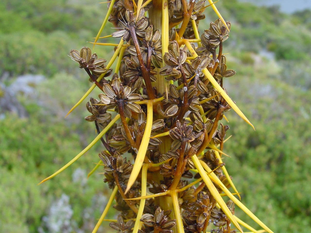 Aciphylla aurea 5