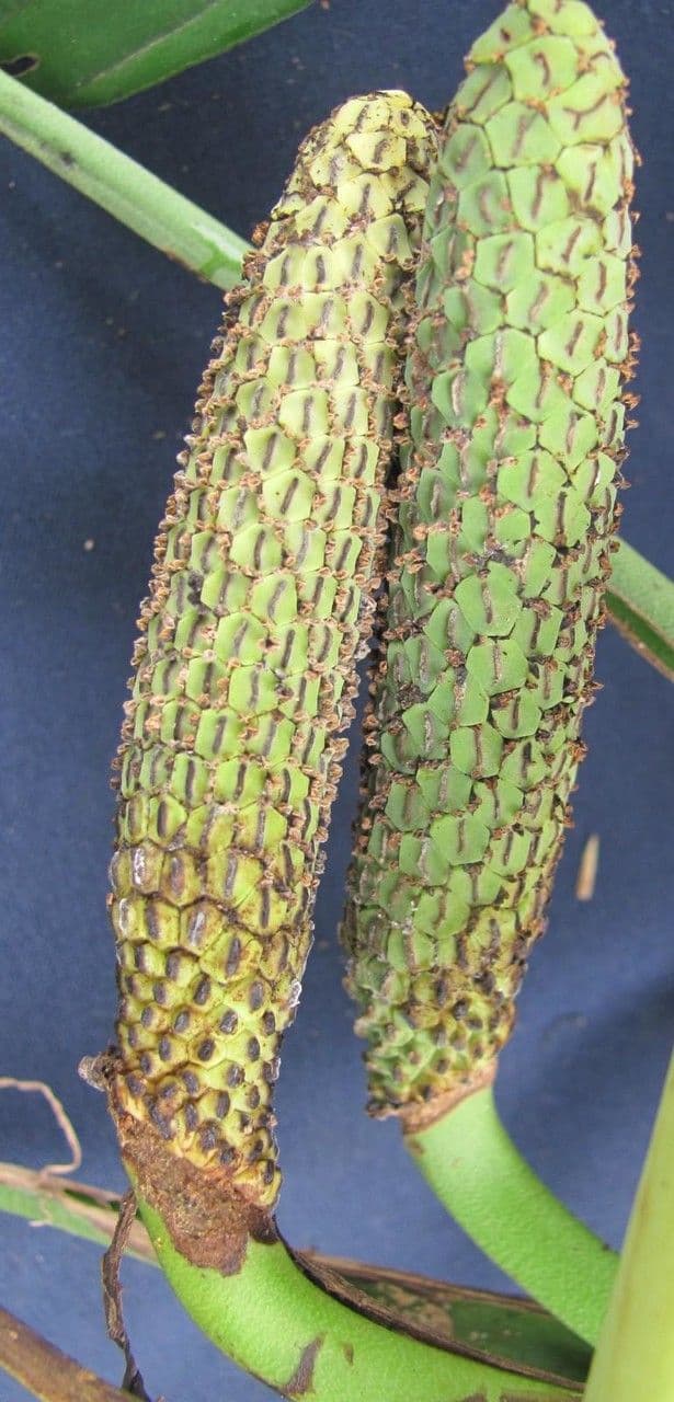 Monstera adansonii