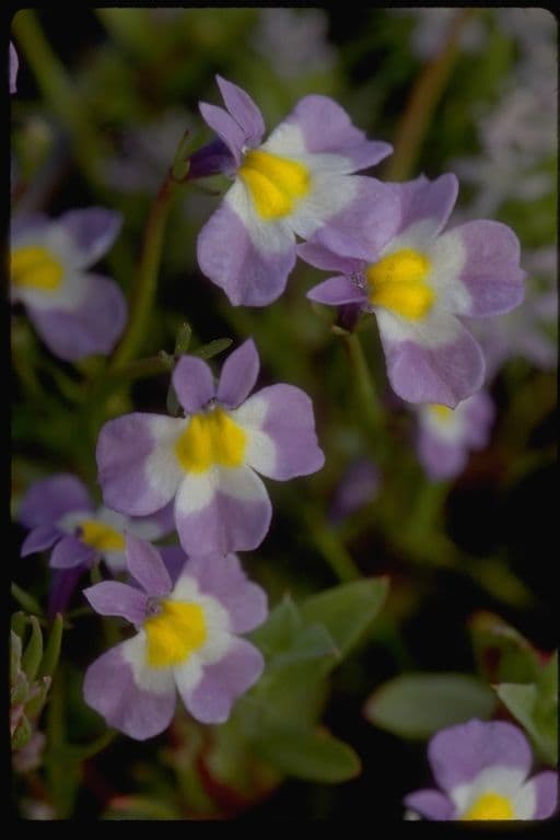 Toothed calicoflower 2