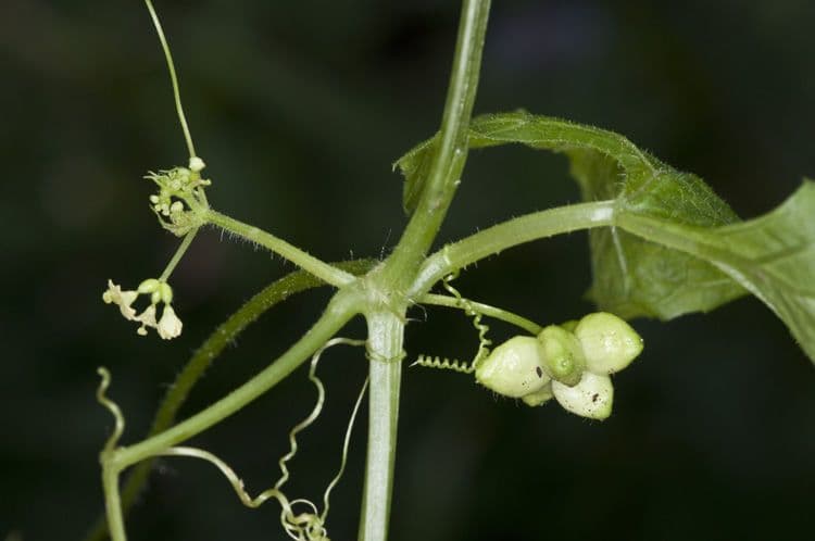 Cetriolo selvatico glabro 2
