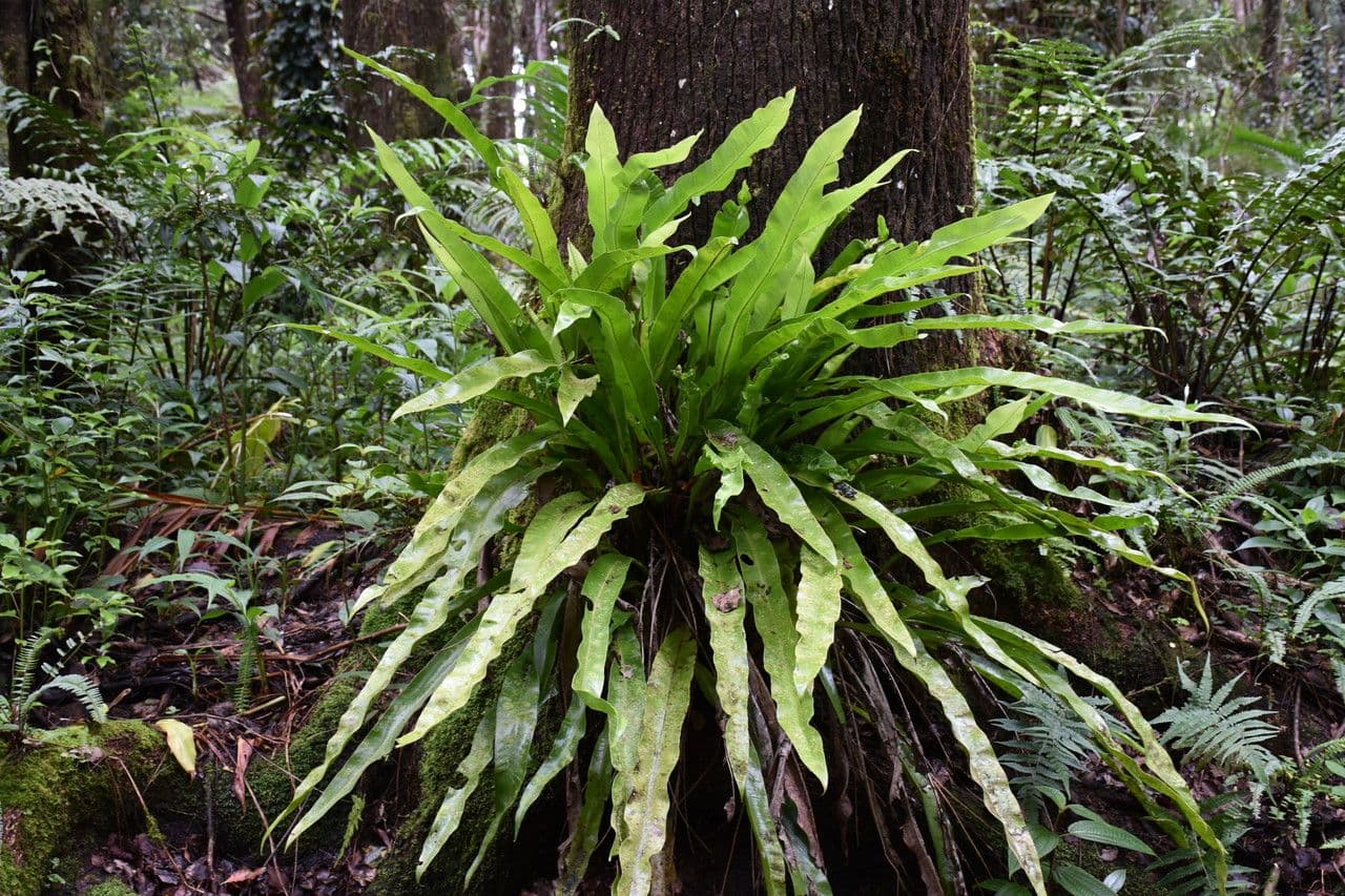 Microsorum puncté 9