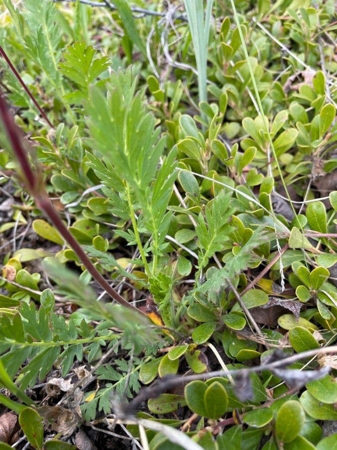 Geum triflorum 9