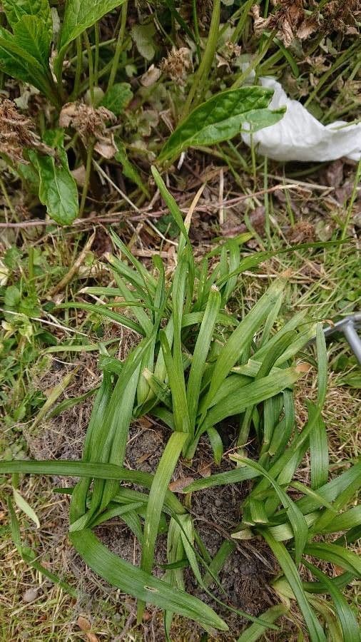 Plantainleaf sedge 11