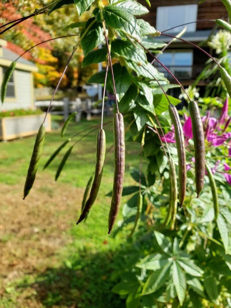 Pavučinkový kvet 5