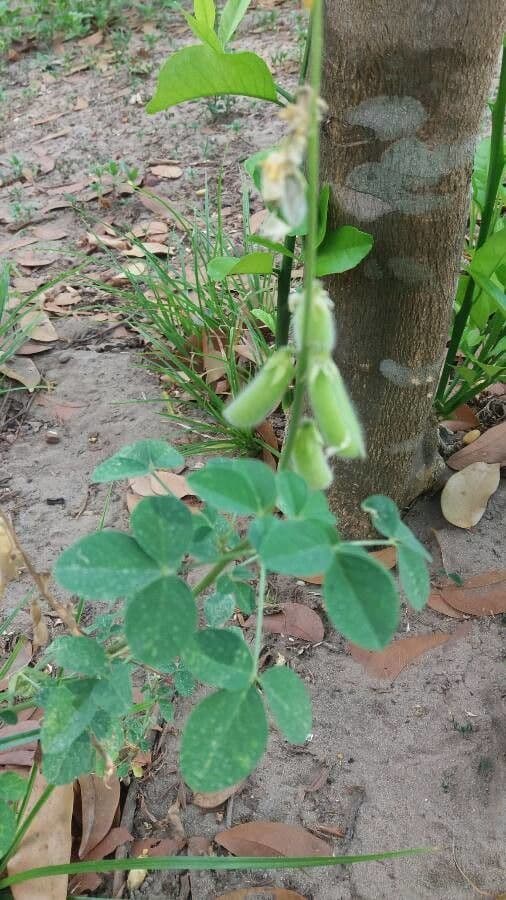 Crotalaria incana 3