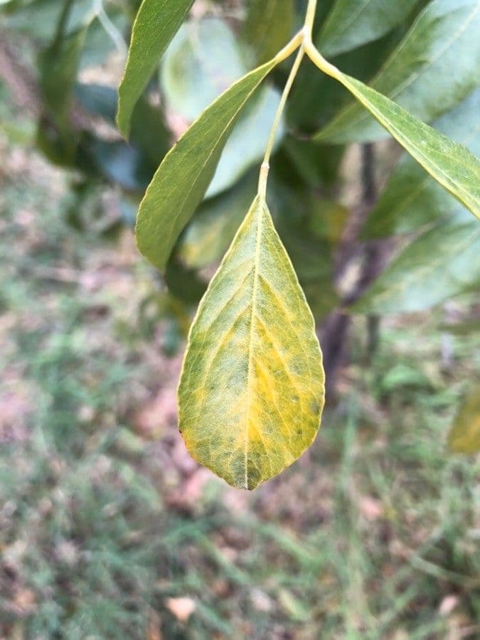 Bolusanthus 10