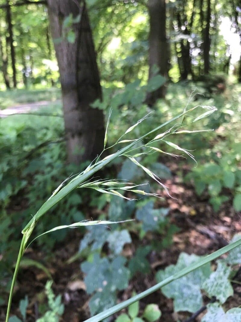 Festuca gigante 2