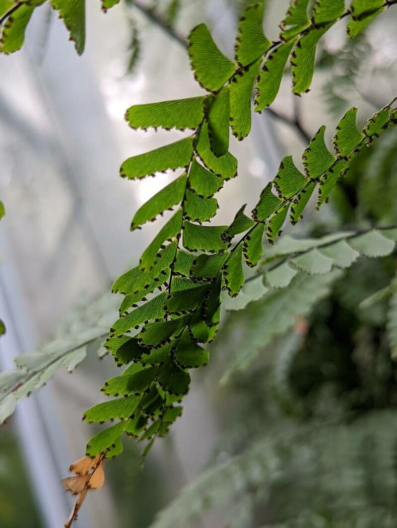 Helecho culantrillo 4