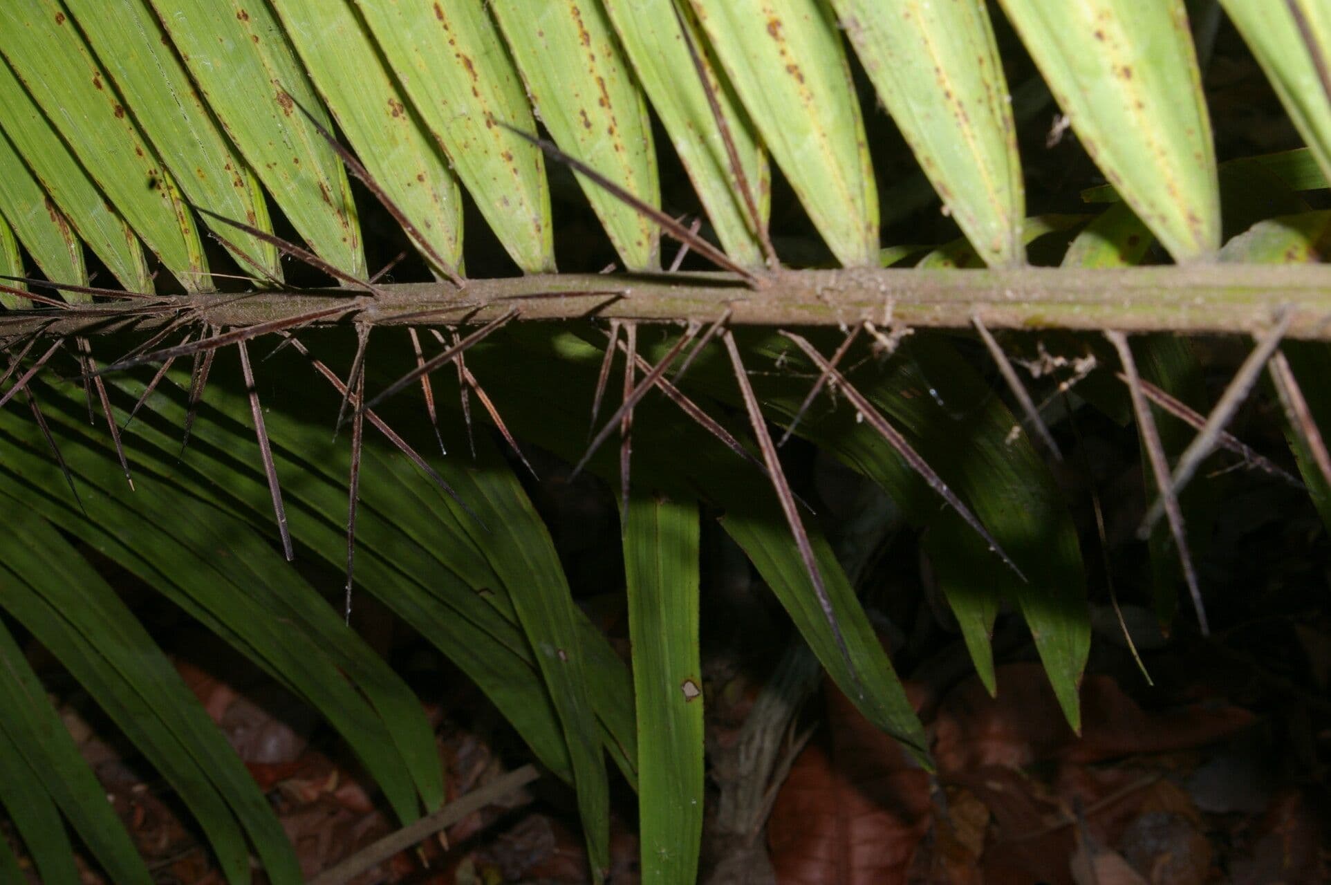 Große Bactris-Palme 5