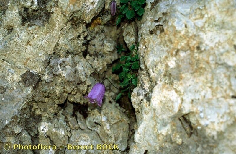 Zwerg-Glockenblume 22