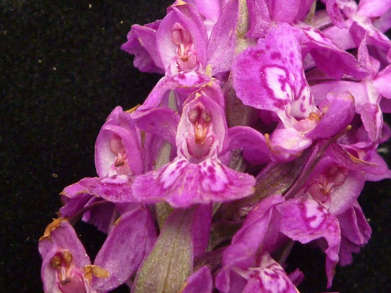 Prstnatec hatagirea 5