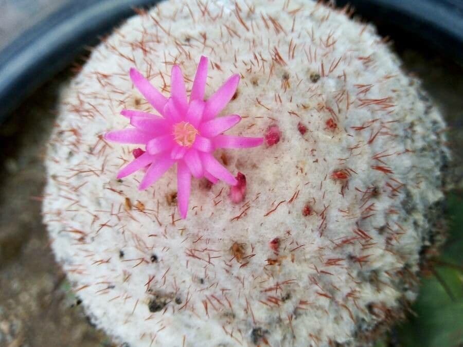 Melocactus 13