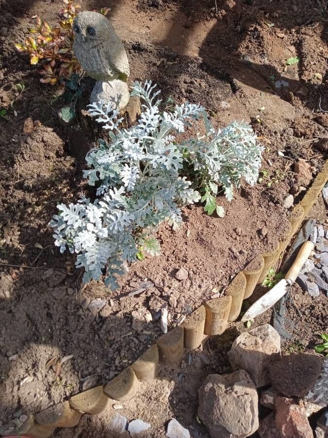 Cineraria 23