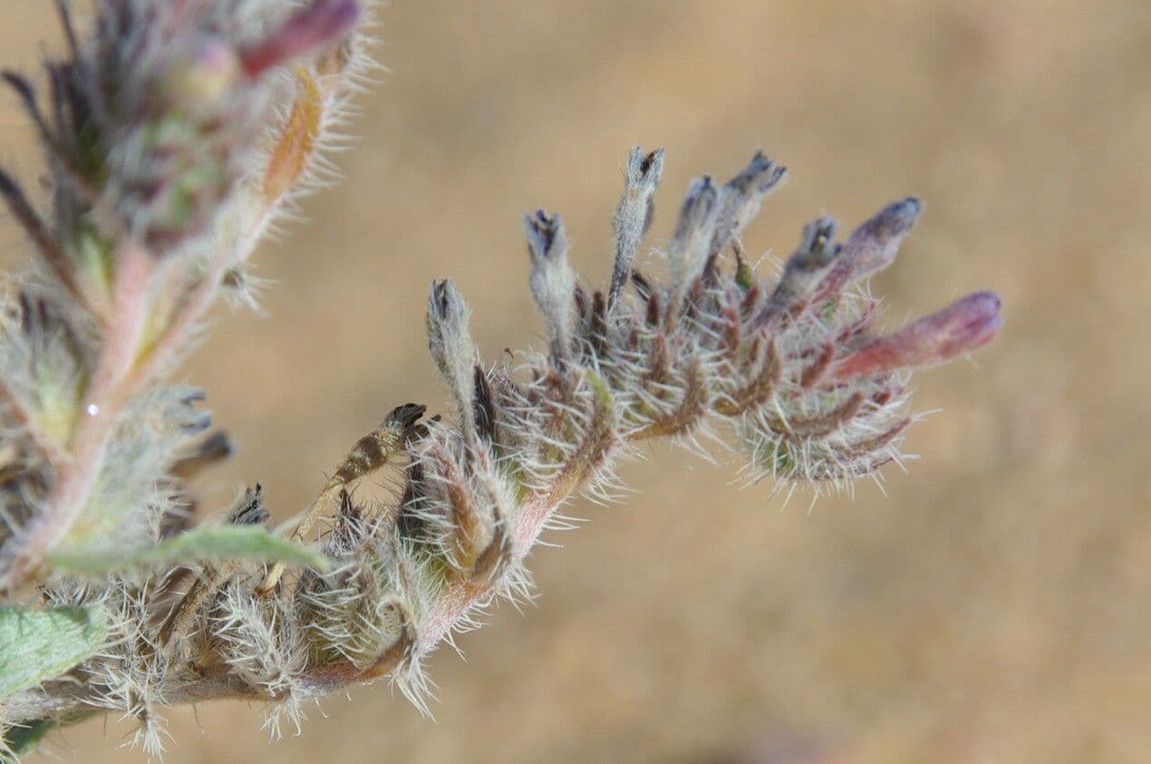 Moltkiopsis ciliata 4