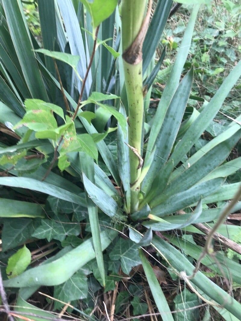 Yuca pallida 17