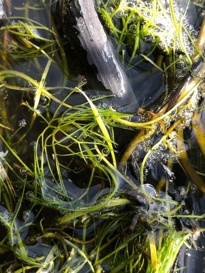 Ranuncolo acquatico 16